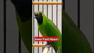 Download lagu AWAS PASTI NYAUT DENGAR CUCAK IJO INI‼️ #cucakijo mp3 Download lagu AWAS PASTI NYAUT DENGAR CUCAK IJO INI‼️ #cucakijo mp3