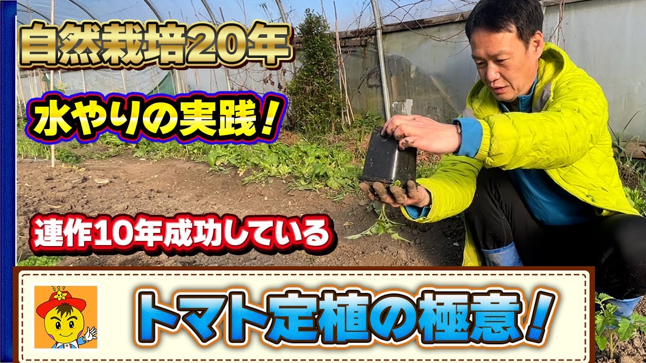 【自然栽培】ミニトマト定植の手順と活着を促す水やりの秘訣