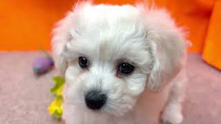 ビションフリーゼの動画01