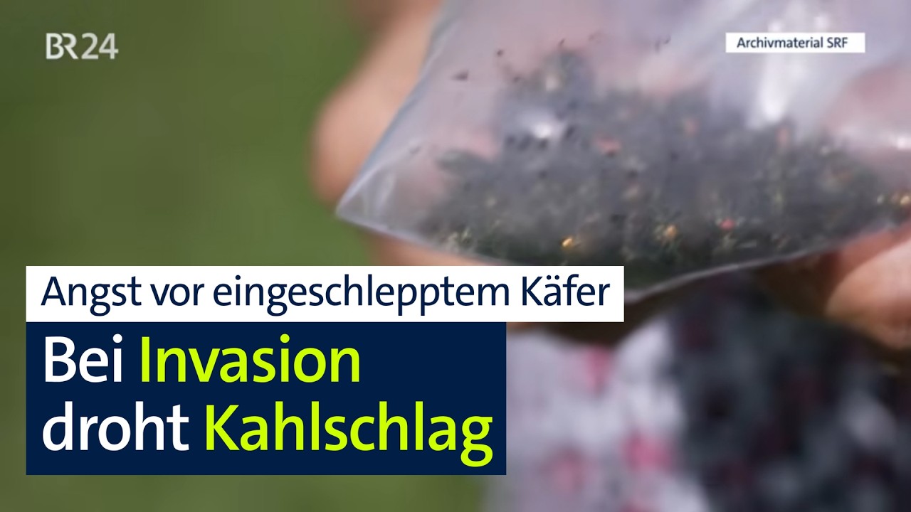 Wo er ist, gibt's "nur noch Blattgerippe": Angst vor Japankäfer-Ausbreitung | Abendschau | BR24