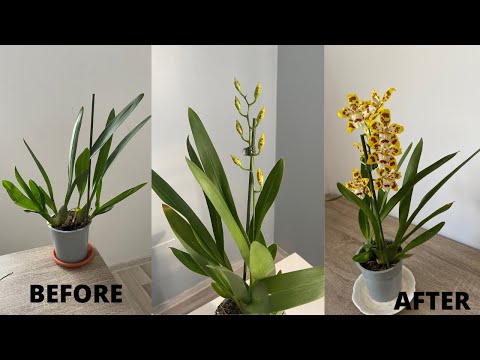 , title : 'Hibrit Orkidelere Yeniden Çiçek Açtıran Püf Noktalar/Sağlıklı Ve Bol Çiçekli Orkide'