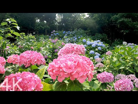 【4K】Walking in Asukayama Park with beautiful hydrangeas | Tokyo, Japan
