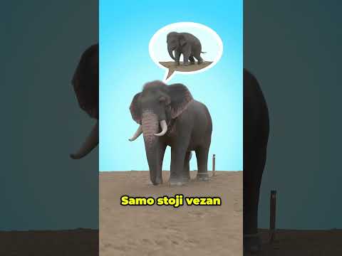 Zašto Slonovi Nikada Ne Beže 🐘🧠