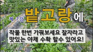 제 7강 밭 고랑에 작물 한번 가꿔보세요 잘 자라고 맛있는 야채 수확할 수 있어요. #밭고랑에 작물 가꾸기 …
