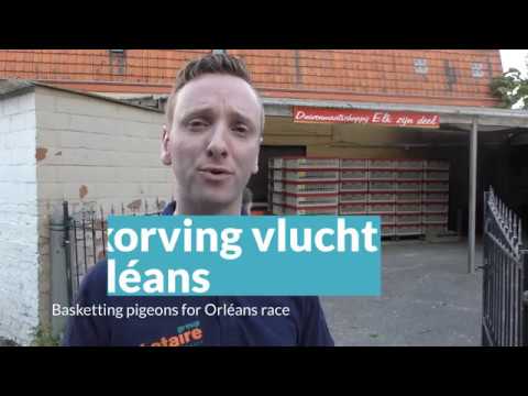 Video Inkorving Orléans in duivenlokaal Elk Zijn Deel, Aalter-Brug (BE)