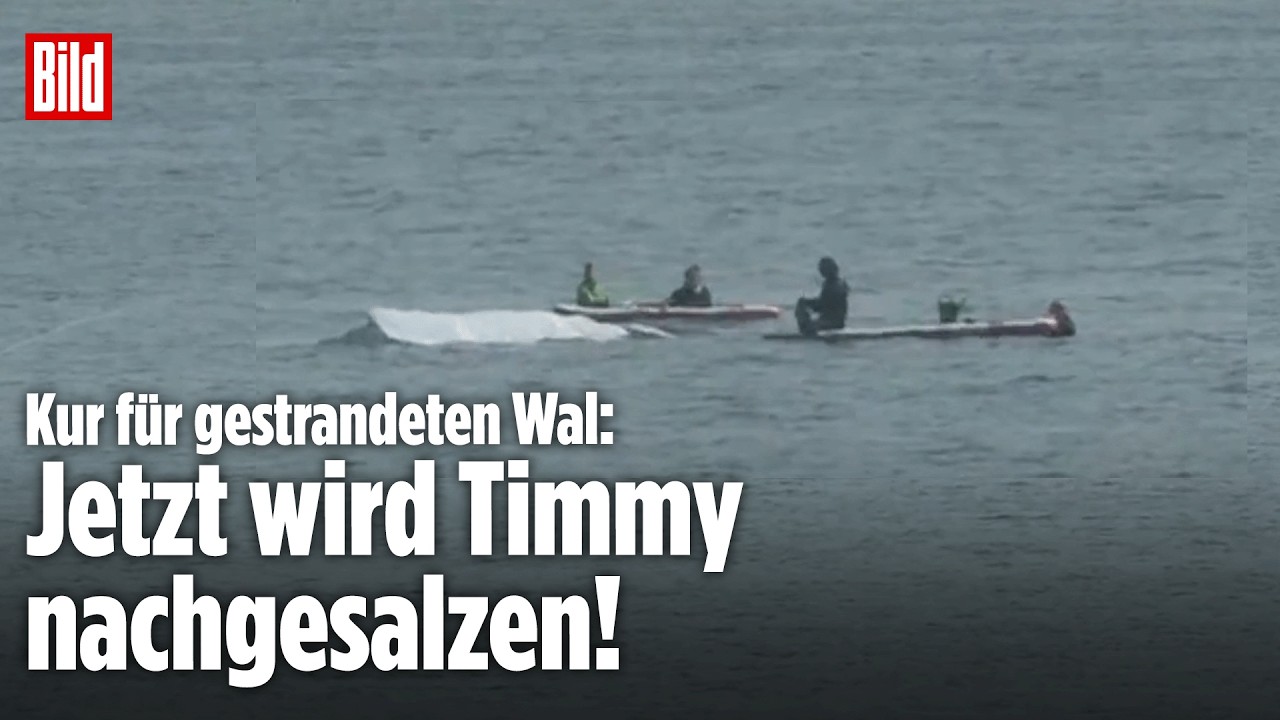 Mit Gießkannen und Händen: Buckelwal Timmy wird nachgesalzen für den Atlantik