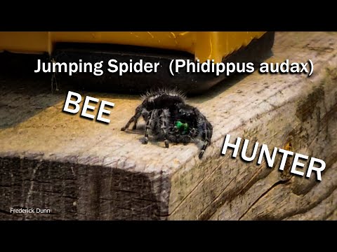 Jumping Spiders Hunt Kill, and Digest Honey Bees right in their own apiary at the Hive Entrance.