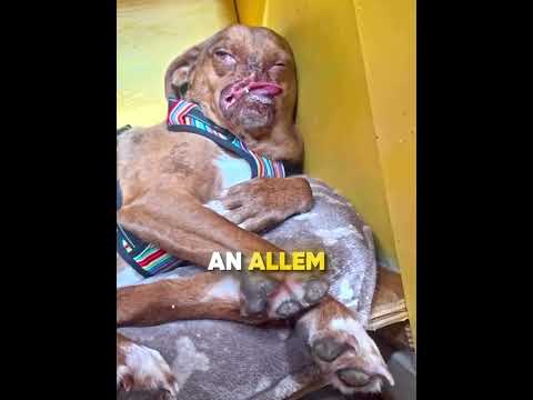 Der arme Steven verdient Liebe ❤️🐶