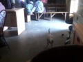 Chicken In An Internet Cafe Hmm
