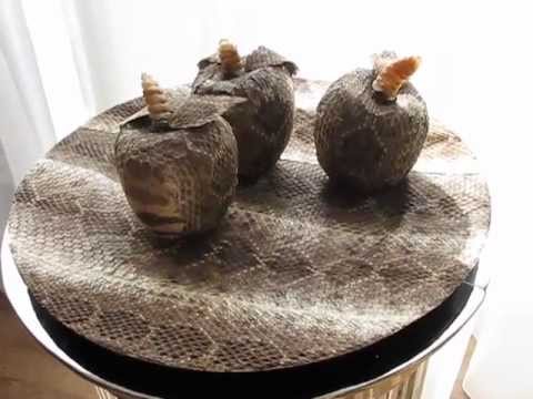 09 SNAKE APPLES (VIDEO)