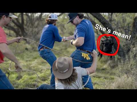 Catching A Wild Calf With No Horse! Rodeo Time 403