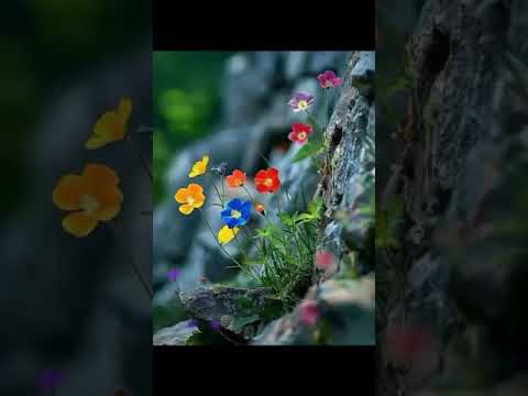 flowers#youtubeshorts #shorts #Halima tutorial world 🌍🌍