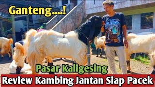 Download lagu GANTENG...!!JANTAN SIAP PACEK DI PASAR KALIGESING #Kambingpe#hargakambing mp3