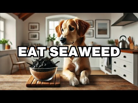 Can Dogs Eat Seaweed? Explained