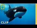 Orca Grandmother Defeats Great White Shark With One Blow Queens