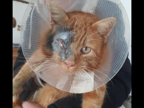 Stoppen wir das Feuerwerk – Helfen wir den Tieren!