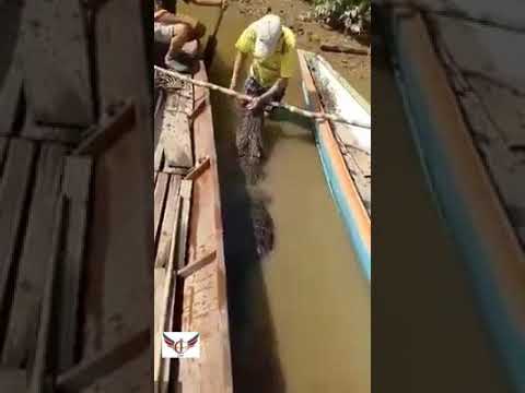 15 KAKI BUAYA SUNGAI BAKONG BERJAYA DITANGKAP