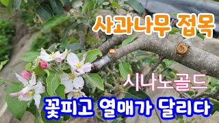 없어서 못판다는 황금사과 (시나노골드) 접목 했는데 꽃이피고 열매가 접목하는법