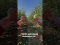 Apple picking fun at Taves Applebarn 🍎​🍏​ #apples #appleorchard #applepicking #orchard #autumn