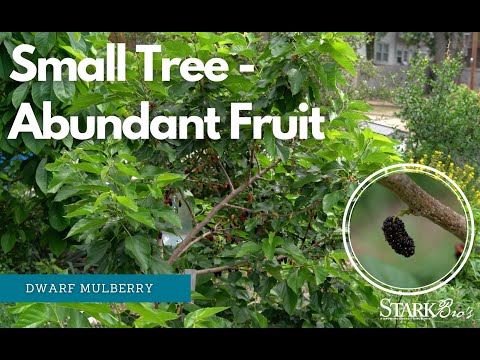 Small Tree-Big Fruit Production-Dwarf Mulberry