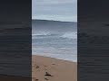 wild at beach #shorts Gunnamatta ocean beach