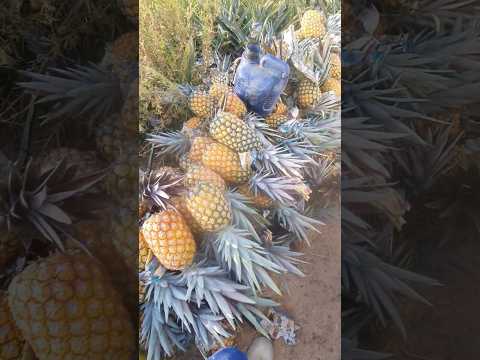 Abacaxi pérola em São Francisco de Itabapoana RJ