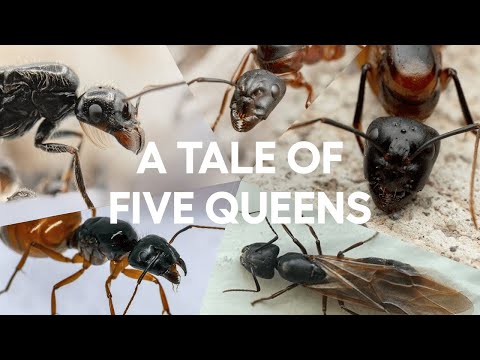 The story of five queen ants beginning new colonies