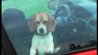 preview picture of video 'Skyview's Beagles Running Dogs With Jerry Krieg Northern WV Beagle Club'