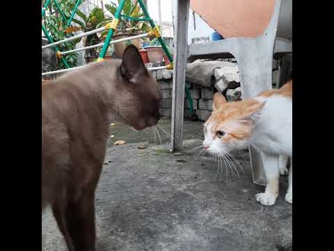 Cats fighting over territory