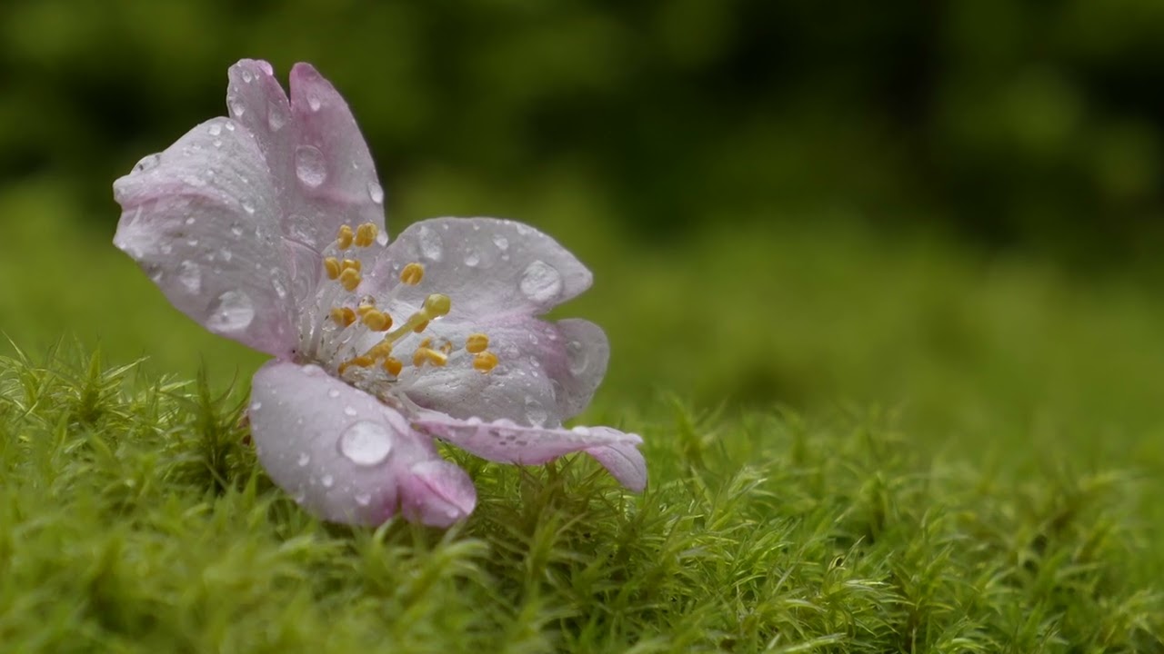 春日大社・南門の枝垂れ桜、三分咲き