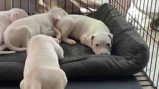 Mata Dogo Argentino puppies at 5 weeks
