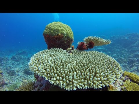 Plongées à Wallis-et-Futuna