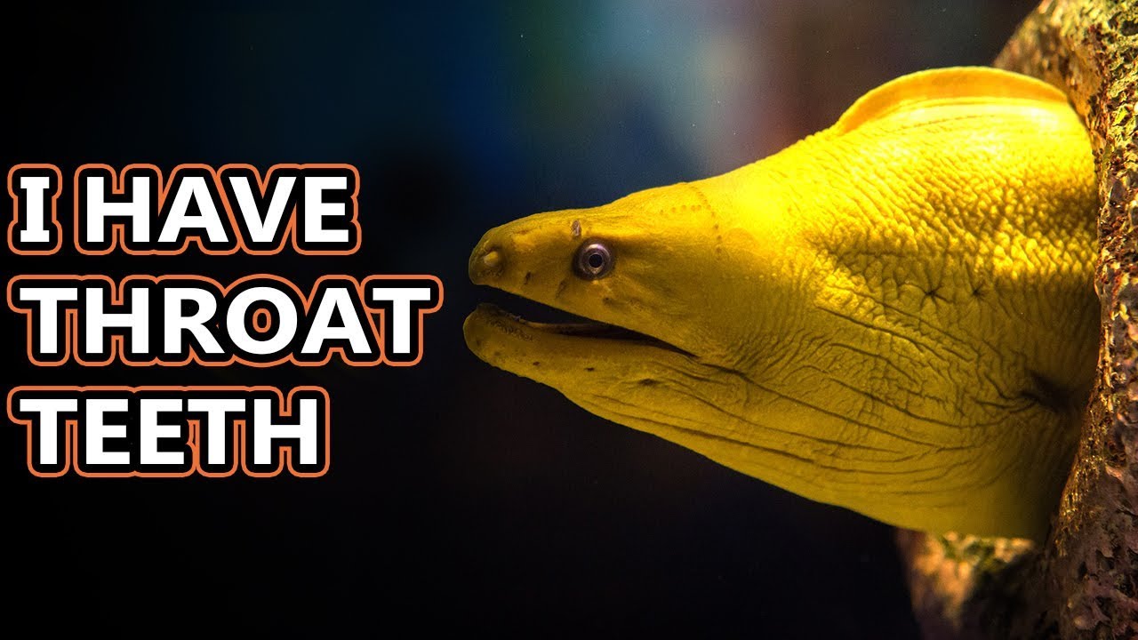 Moray Eel facts: find out why they do the weird mouth thing | Animal Fact Files