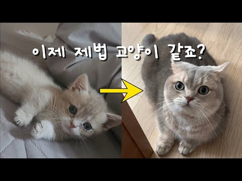 이제 제법 고양이 같죠?