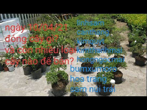 0933368532 linh sam cần thăng kim quýt kim thanh mai hồng ngọc mai sam hương sam núi trái hoa trang.