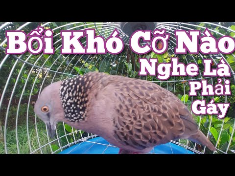 Chim cu gáy / Tiếng cu gáy Sấm Đồng gáy [Thúc Gù Gọi] trị bổi khó cỡ nào nghe là phải gáy  #cugáy653