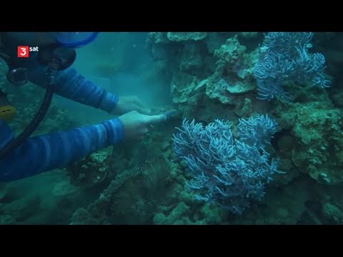 Great Barrier Reef - Nano 3sat -  08.04.2019