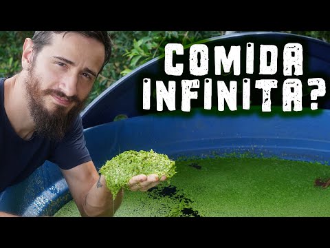 Lemna: A planta que pode EVITAR A FOME!