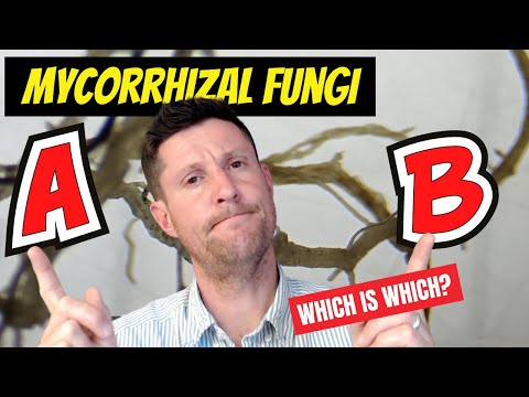 Mycorrhizal Fungi | Know what type you need in your garden