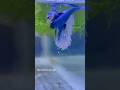 Betta Fish Laying Eggs Short Breeding Shorts