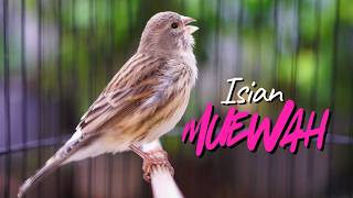 Download lagu MATERI ISIAN JAWARA - MASTERAN KENARI ISIAN BLACKTHROAT GACOR DURASI PANJANG MUDAH DITIRU mp3