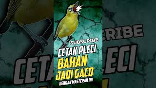 Download lagu MASTERAN PLECI BAHAN SUPAYA NEMBAK BUKA PARUH DAN JUARA #masteranpleci mp3