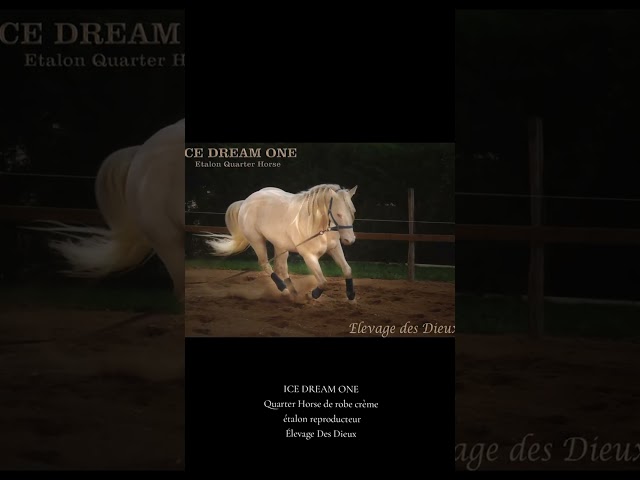 ICE DREAM ONE Etalon QUARTER HORSE de robe Crème 