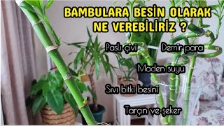 Bambuya Verilebilecek Tüm Besinleri Ayrı Ayrı Denedim (Sonuç Videosu)