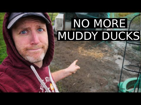 NO more Muddy Ducks | 100 Days of Farming (Day 4)