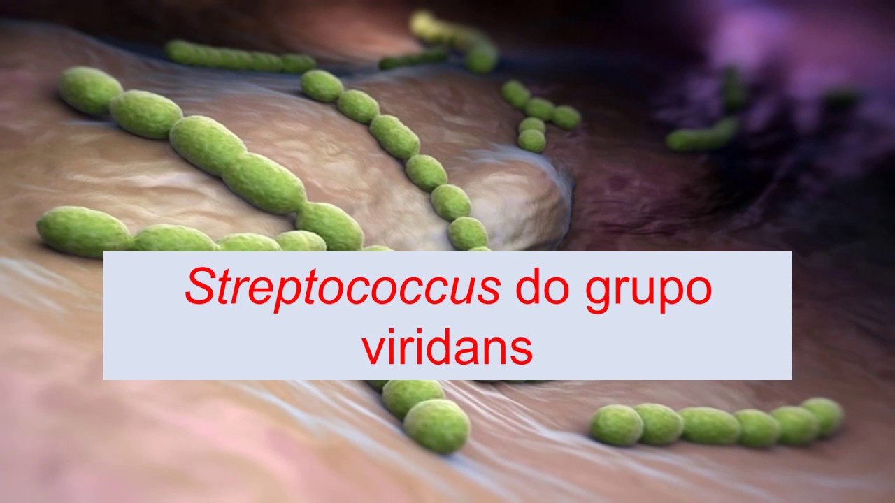 Microbiologia Médica - Streptococcus do grupo viridans