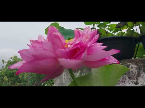 My Water Garden update --20.06.25