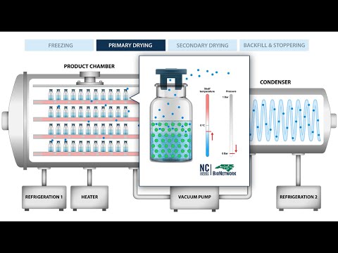 The Process of Freeze Drying (Lyophilization)