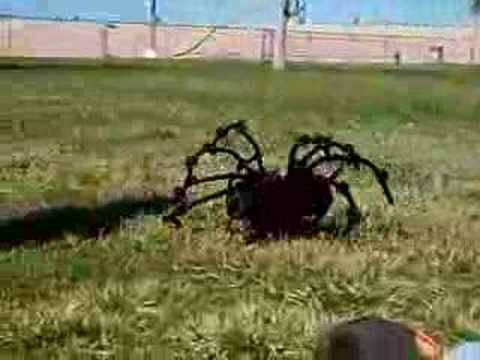 Największy pająk na świecie