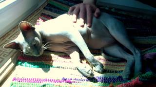 Sphinx Nico lying in the sun
